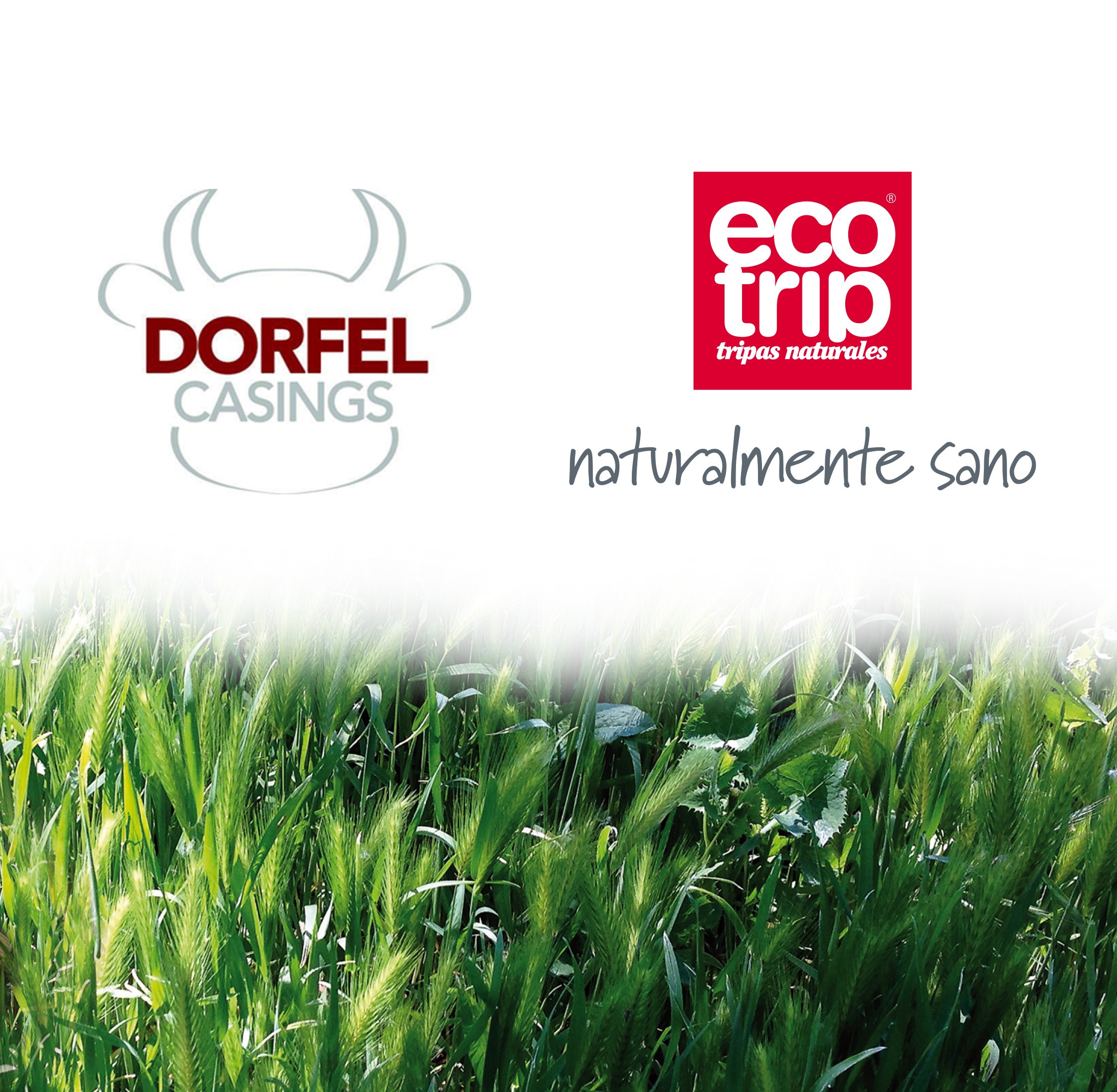 logo dorfel