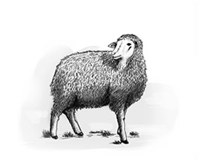 Natural Sheep Casings United Caro